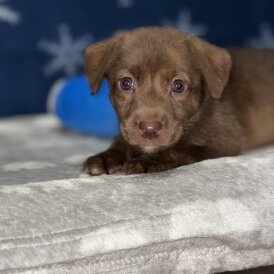Mixed Breed - Both