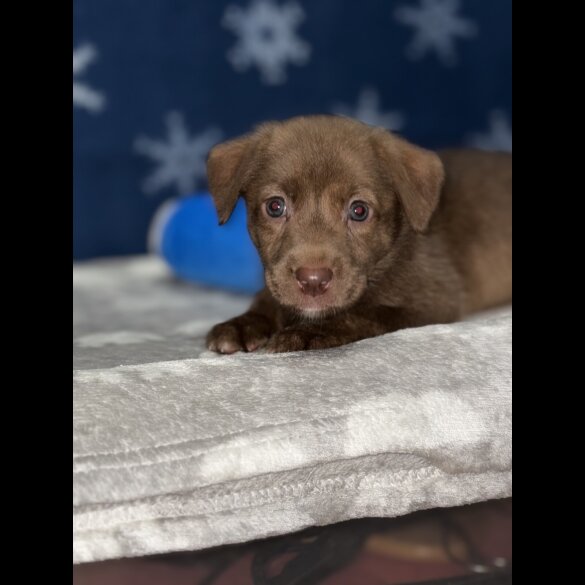 Mixed Breed - Both