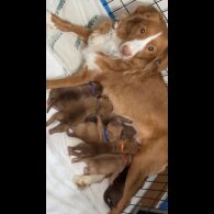 Mixed Breed - Both