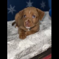 Mixed Breed - Both