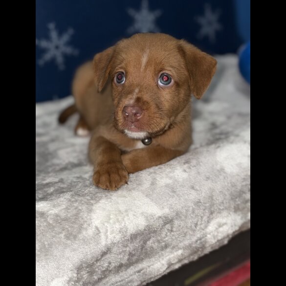 Mixed Breed - Both