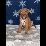 Mixed Breed - Both