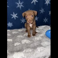 Mixed Breed - Both