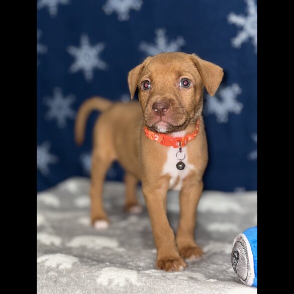 Mixed Breed - Both