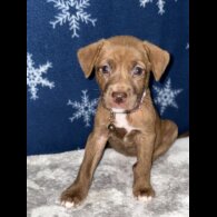 Mixed Breed - Both