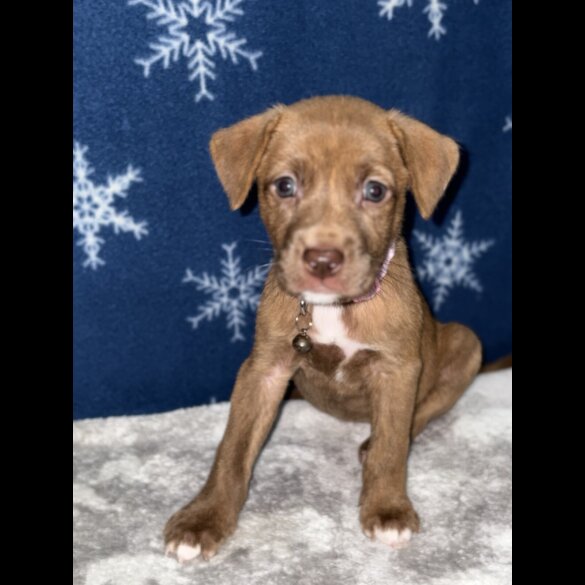 Mixed Breed - Both
