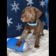 Mixed Breed - Both