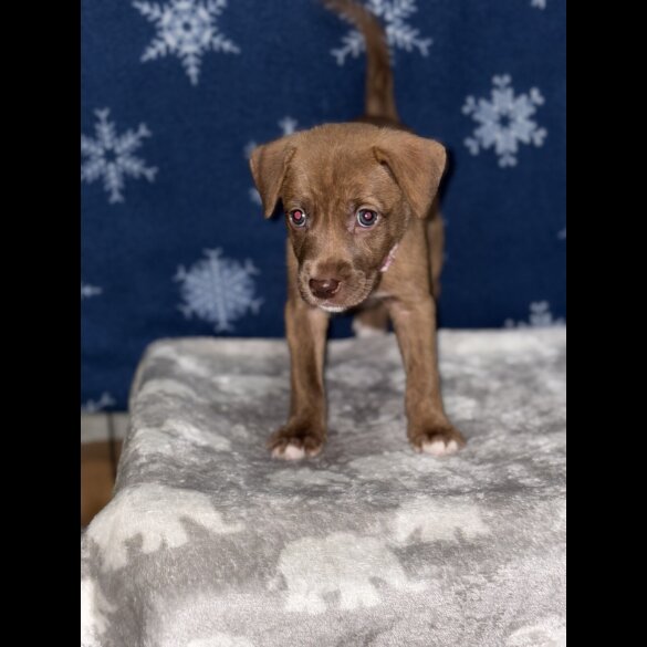 Mixed Breed - Both