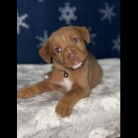 Mixed Breed - Both