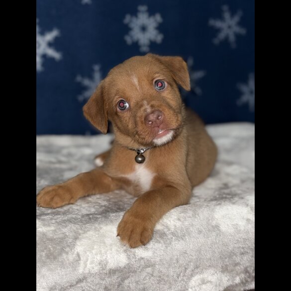 Mixed Breed - Both