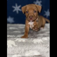 Mixed Breed - Both