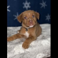 Mixed Breed - Both