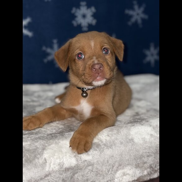 Mixed Breed - Both