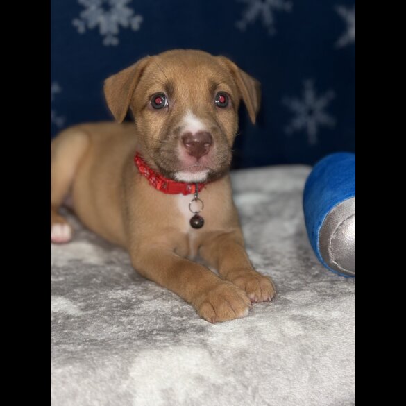 Mixed Breed - Both