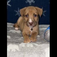 Mixed Breed - Both