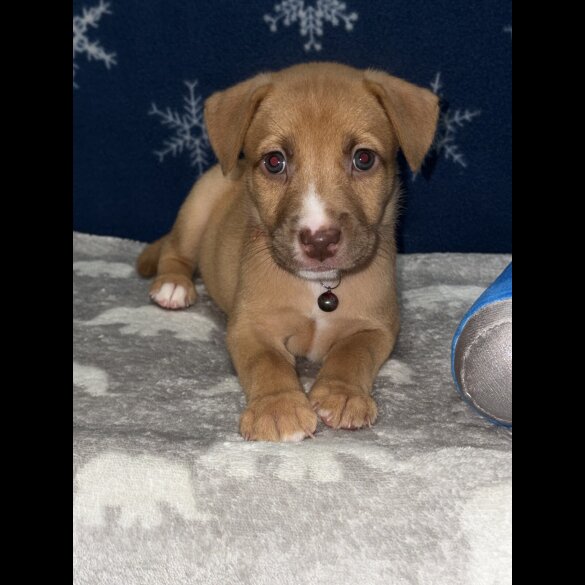Mixed Breed - Both