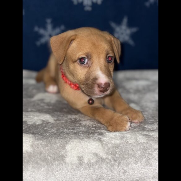 Mixed Breed - Both