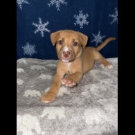 Mixed Breed - Both