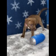 Mixed Breed - Both