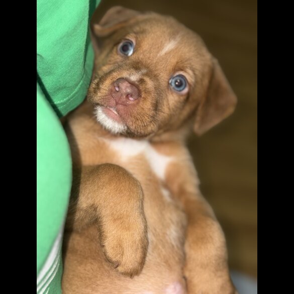 Mixed Breed - Both