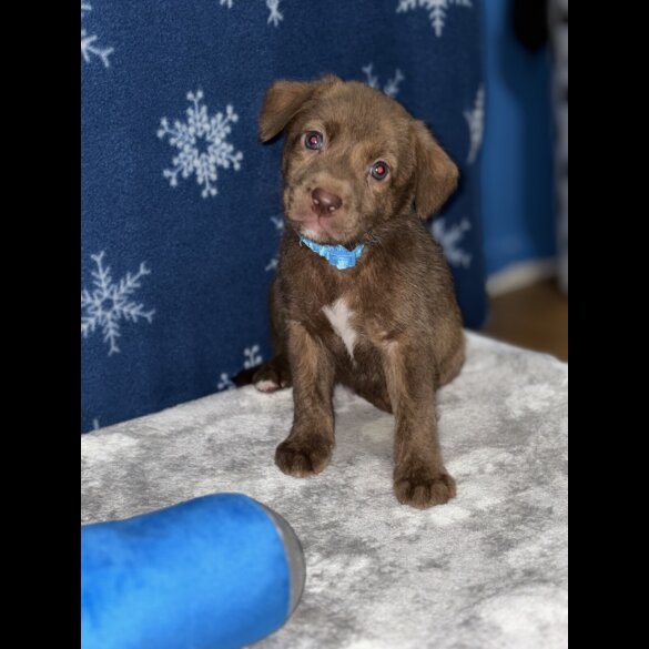 Mixed Breed - Both
