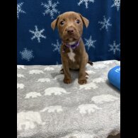 Mixed Breed - Both