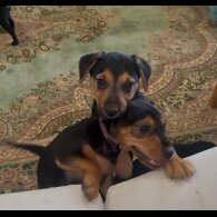 Patterjack - Both