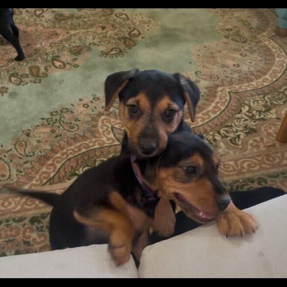 Patterjack - Both