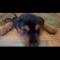 Patterjack - Both