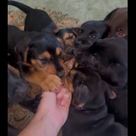 Patterjack - Both