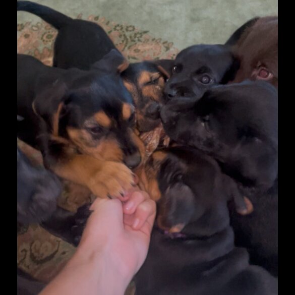 Patterjack - Both