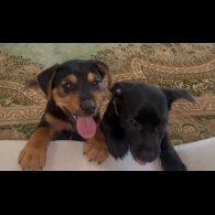 Patterjack - Both