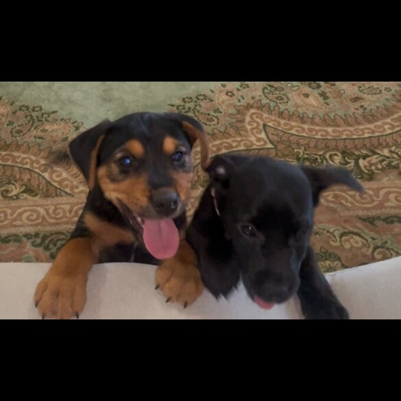 Patterjack - Both