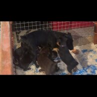 Patterjack - Both