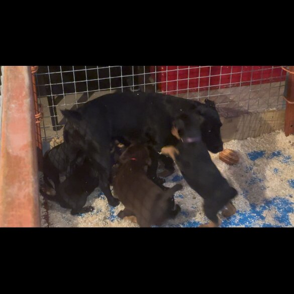Patterjack - Both