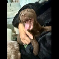 Patterjack - Both
