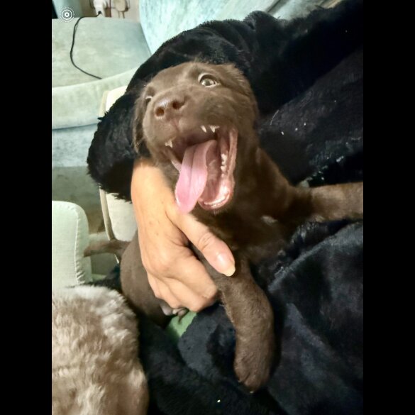 Patterjack - Both