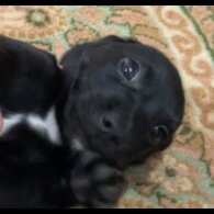 Patterjack - Both