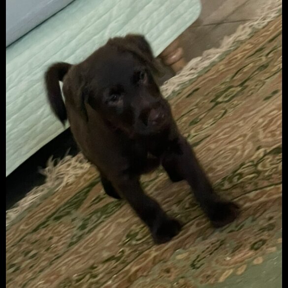 Patterjack - Both