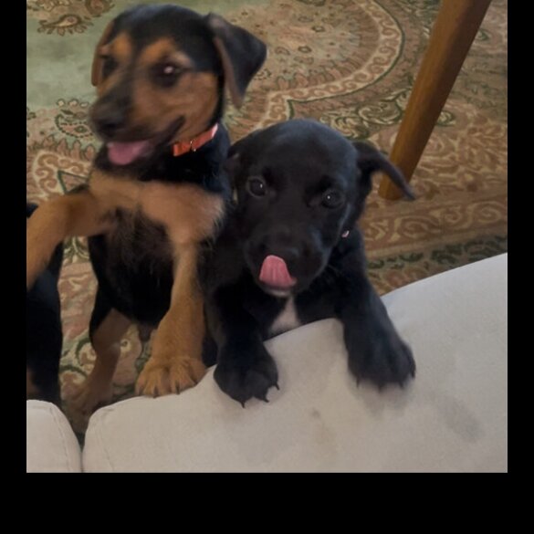 Patterjack - Both