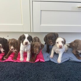 Cocker Spaniel (Working &amp; Show) - Both
