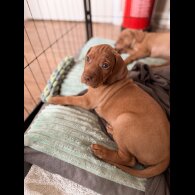 Hungarian Vizsla - Both