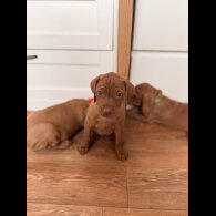 Hungarian Vizsla - Both