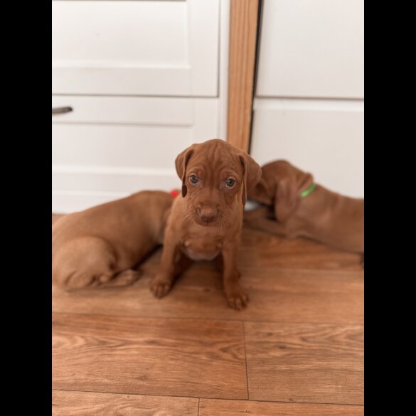 Hungarian Vizsla - Both