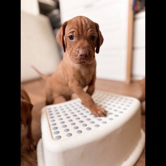 Hungarian Vizsla - Both