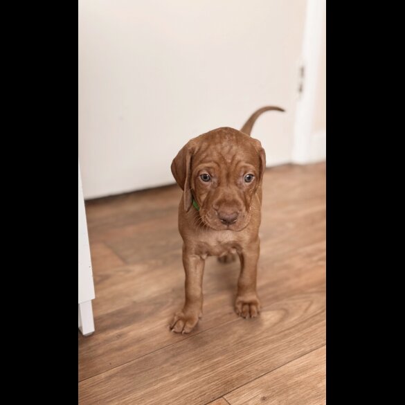 Hungarian Vizsla - Both