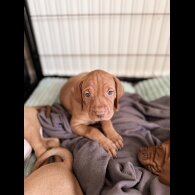 Hungarian Vizsla - Both