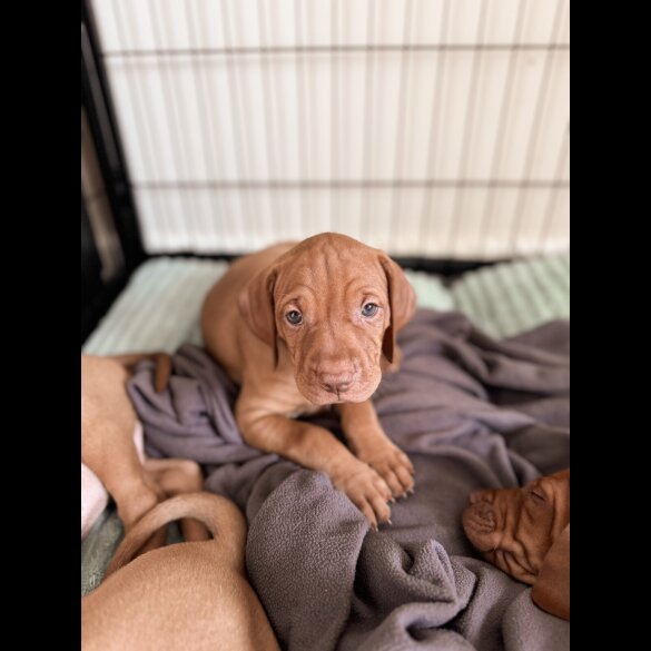 Hungarian Vizsla - Both