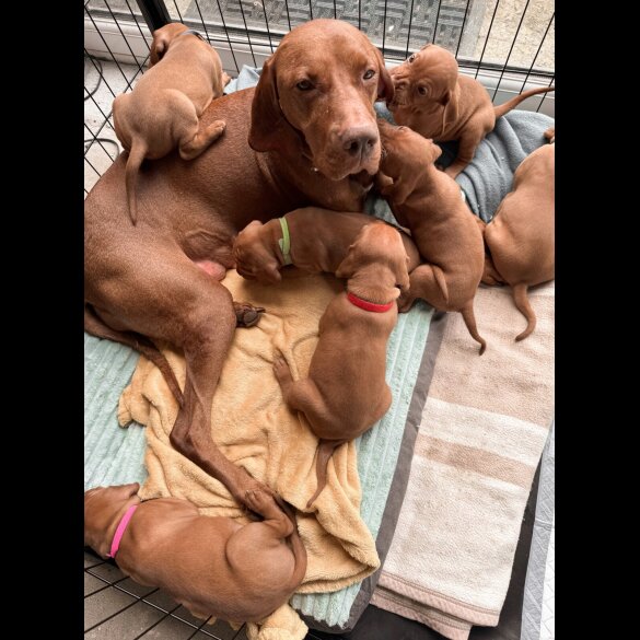Hungarian Vizsla - Both