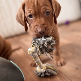 Hungarian Vizsla - Both